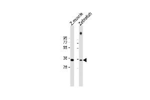 All lanes : Anti-DANRE X9 Antibody at 1:1000 dilution Lane 1: zebrafish muscle lysate Lane 2: zebrafish lysate Lysates/proteins at 20 μg per lane. (PAX9 抗体  (N-Term))