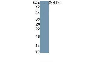 Detection of Recombinant Klotho, Rat using Polyclonal Antibody to Klotho (KL) (Klotho 抗体  (AA 517-956))