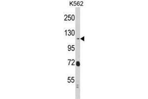 Western blot analysis of RASIP1 Antibody (Center) in K562 cell line lysates (35ug/lane). (RASIP1 抗体  (Middle Region))