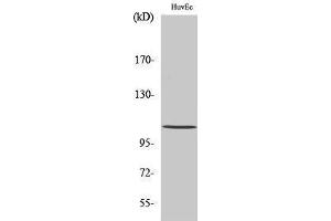 Western Blotting (WB) image for anti-Histone Deacetylase 7 (HDAC7) (C-Term) antibody (ABIN3175495) (HDAC7 抗体  (C-Term))