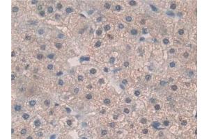 Immunohistochemistry (IHC) image for anti-Thrombopoietin (THPO) (AA 22-349) antibody (ABIN7431164)