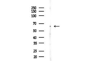 anti-Nuclear Receptor Coactivator 5 (NCOA5) (N-Term) antibody