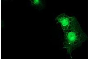 Anti-SMS mouse monoclonal antibody (ABIN2454722) immunofluorescent staining of COS7 cells transiently transfected by pCMV6-ENTRY SMS (RC200619). (SMS 抗体)