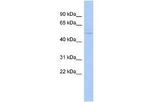 WB Suggested Anti-LHX3 Antibody Titration:  0. (LHX3 抗体  (Middle Region))