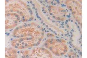 Detection of ISLR in Human Kidney Tissue using Polyclonal Antibody to Immunoglobulin Superfamily Containing Leucine Rich Repeat Protein (ISLR) (ISLR 抗体  (AA 19-428))