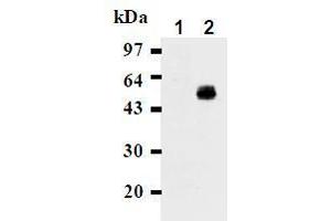 Western Blotting (WB) image for anti-CD274 (PD-L1) antibody (ABIN1449170) (PD-L1 抗体)