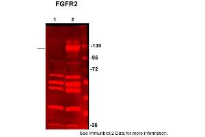 Sample Type: HEK293 (20ug)Primary Dilution:1:200Secondary Dilution:1:5000Image Submitted by: Anonymous&rarr,See Customer Feedback section for detailed Information (FGFR2 抗体  (C-Term))