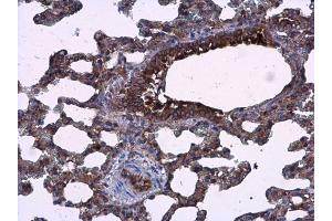 IHC-P Image AGR3 antibody detects AGR3 protein at cytoplasm in rat lung by immunohistochemical analysis.