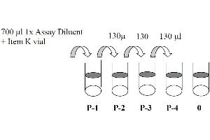 Image no. 1 for Signal Transducer and Activator of Transcription 1, 91kDa (STAT1) ELISA Kit (ABIN625243)