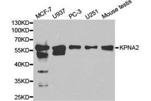 Western Blotting (WB) image for anti-Karyopherin alpha 2 (RAG Cohort 1, Importin alpha 1) (KPNA2) antibody (ABIN1873457) (KPNA2 抗体)