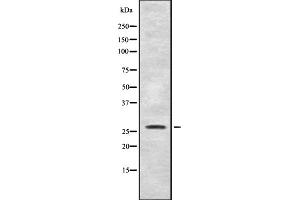 Western blot analysis of SYF2 expression in Mouse liver lysate,The lane on the left is treated with the antigen-specific peptide. (SYF2 抗体  (C-Term))