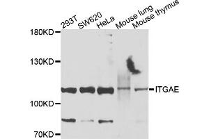 Western blot analysis of extracts of various cell lines, using ITGAE antibody. (CD103 抗体)