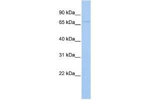 WB Suggested Anti-UGT3A2 Antibody Titration:  0. (UGT3A2 抗体  (Middle Region))