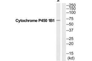 Western blot analysis of extracts from Jurkat cells, using CP1B1 antibody. (CYP1B1 抗体  (C-Term))