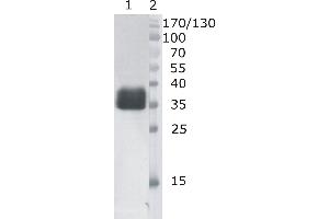 Western Blot testing of anti-bovine DNaseI monoclonal antibody (6D5). (DNASE1 抗体)