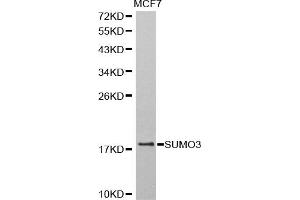 Western blot analysis of extracts of MCF-7 cells, using SUMO3 antibody (ABIN5971585) at 1:800 dilution. (SUMO3 抗体)