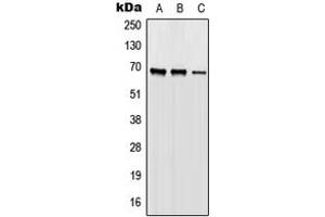 Western blot analysis of ORC2 expression in HEK293T (A), Raw264. (ORC2 抗体  (Center))