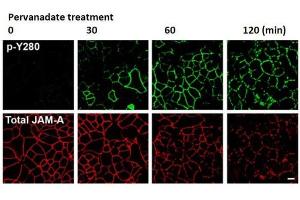 Fluorescence Microscopy (FM) image for anti-F11 Receptor (F11R) (pTyr280) antibody (ABIN5706868)