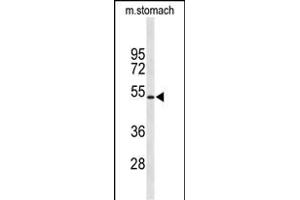 Western blot analysis of KCNJ11 Antibody (N-term) (ABIN653157 and ABIN2842725) in mouse stomach tissue lysates (35 μg/lane). (KCNJ11 抗体  (N-Term))