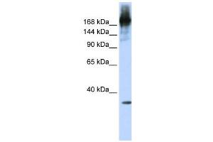 WB Suggested Anti-PRPF8  Antibody Titration: 0. (PRPF8 抗体  (N-Term))