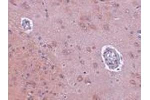 Immunohistochemistry of FAM120A in rat brain tissue with FAM120A antibody at 2. (FAM120A 抗体  (Center))