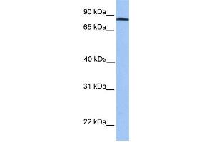 WB Suggested Anti-ADAM7 Antibody Titration: 0. (ADAM7 抗体  (C-Term))