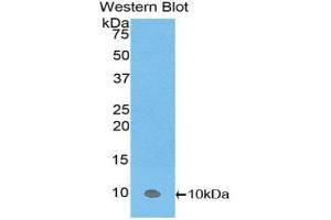 Western Blotting (WB) image for anti-Protein Kinase (CAMP-Dependent, Catalytic) Inhibitor alpha (PKIA) (AA 13-71) antibody (ABIN1860241)
