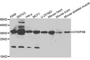 Western blot analysis of extracts of various cell lines, using CHMP4B antibody (ABIN5975521) at 1/1000 dilution. (CHMP4B 抗体)