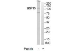 Western blot analysis of extracts from HeLa cells, using USP15 antibody. (USP15 抗体  (N-Term))