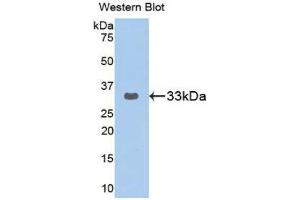Western Blotting (WB) image for anti-GRB2-Related Adaptor Protein 2 (GRAP2) (AA 77-325) antibody (ABIN3202799) (GRAP2 抗体  (AA 77-325))