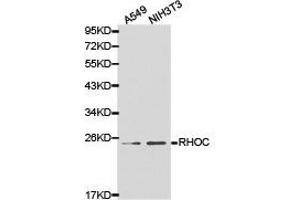 Western Blotting (WB) image for anti-Ras Homolog Gene Family, Member C (RHOC) antibody (ABIN1874605) (RHOC 抗体)