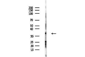 Western blot analysis of lysates from HepG2 cells(LPS,4h treatment), using OR2M2 Antibody at 1/1000 dilution.
