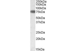 Western Blotting (WB) image for anti-Early B-Cell Factor 1 (EBF1) (AA 418-429) antibody (ABIN490392) (EBF1 抗体  (AA 418-429))