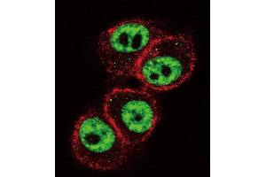 Confocal immunofluorescent analysis of RUNX1 Antibody  (ABIN650732 and ABIN2839428) with Hela cell followed by Alexa Fluor 488-conjugated goat anti-rabbit lgG (green). (RUNX1 抗体  (AA 227-255))