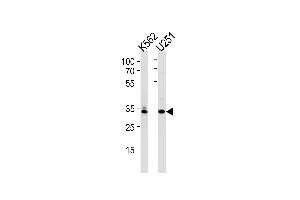 TBP Antibody (Center) (ABIN390631 and ABIN2840935) western blot analysis in K562, cell line lysates (35 μg/lane). (TBP 抗体  (AA 210-239))