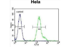 CEBPA Antibody (C-term) flow cytometric analysis of Hela cells (right histogram) compared to a negative control cell (left histogram).