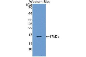 Western Blotting (WB) image for anti-Chemokine (C-C Motif) Ligand 5 (CCL5) (AA 24-91) antibody (ABIN1172324) (CCL5 抗体  (AA 24-91))