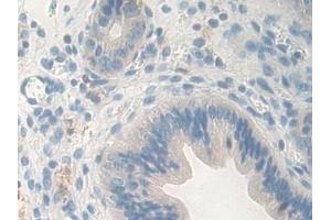 Immunohistochemistry (IHC) image for anti-Carboxypeptidase B1 (Tissue) (CPB1) (AA 109-415) antibody (ABIN7441850)