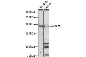 Western blot analysis of extracts of various cell lines, using NF antibody (ABIN7268975) at 1:1000 dilution. (NFAT5 抗体  (C-Term))
