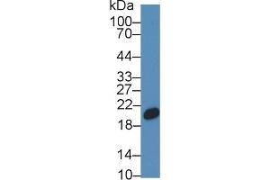 Western Blotting (WB) image for anti-Canopy 2 Homolog (CNPY2) (AA 21-182) antibody (ABIN7441694)