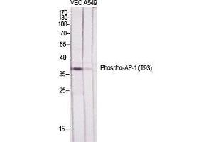 Western Blot (WB) analysis of specific cells using Phospho-AP-1 (T93) Polyclonal Antibody. (C-JUN 抗体  (pThr93))