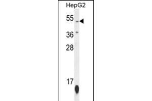 ZN Antibody (N-term) (ABIN654506 and ABIN2844235) western blot analysis in HepG2 cell line lysates (35 μg/lane). (ZNF566 抗体  (N-Term))