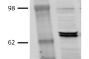 Western Blot analysis of Bovine MDBK cell lysates showing detection of Hsp70 protein using Mouse Anti-Hsp70 Monoclonal Antibody, Clone BB70 (ABIN361709 and ABIN361710). (HSP70/HSC70 抗体)