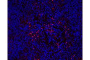 Immunofluorescence (IF) image for anti-Integrin, alpha X (Complement Component 3 Receptor 4 Subunit) (ITGAX) antibody (ABIN7249394)