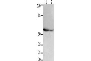 Western Blotting (WB) image for anti-Apoptosis Inhibitor 5 (API5) antibody (ABIN2426083)