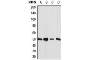 Western blot analysis of ANGPTL7 expression in MCF7 (A), HuvEc (B), mouse liver (C), rat liver (D) whole cell lysates. (ANGPTL7 抗体  (C-Term))