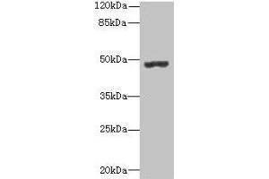 Western blot All lanes: PSG3 antibody at 10 μg/mL + HepG2 whole cell lysate Secondary Goat polyclonal to rabbit IgG at 1/10000 dilution Predicted band size: 48 kDa Observed band size: 48 kDa (PSG3 抗体  (AA 35-310))
