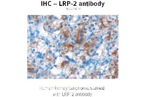 Image no. 1 for anti-Low Density Lipoprotein Receptor-Related Protein 2 (LRP2) (C-Term) antibody (ABIN489939) (LRP2 抗体  (C-Term))