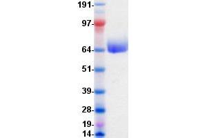 Validation with Western Blot