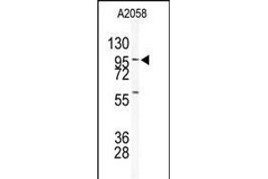 Western blot analysis of anti-USP5 Antibody (N-term) (ABIN1882150 and ABIN2839176) in  cell line lysates (35 μg/lane). (USP5 抗体  (N-Term))